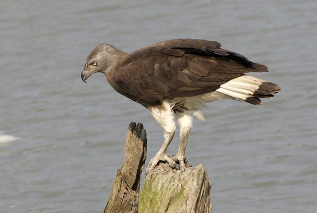 The grey-headed fish eagle is critically endangered in Singapore.
