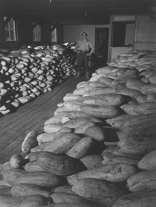 Benji Iguchi with squash.