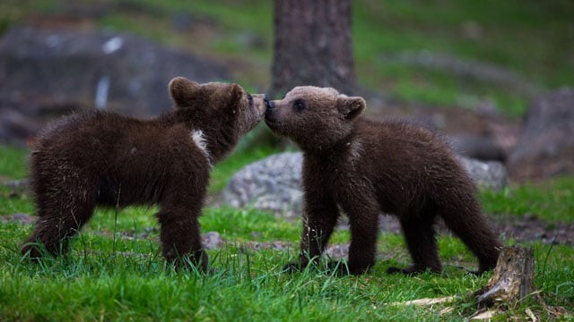 The cubs were adorable!