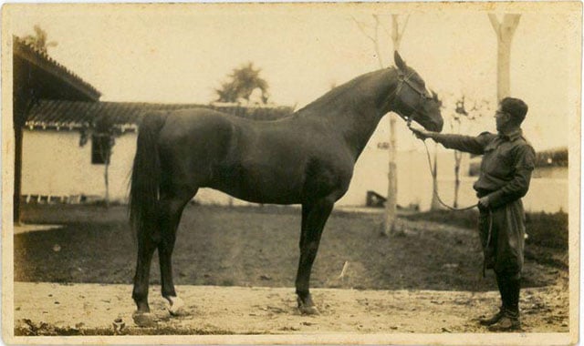 Photograph from a collection of vintage photos from 1920s showing the breeding of Arabian race horses
