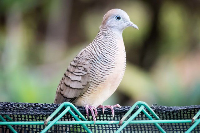 As an inexpensive 600mm option it's very good. With the right conditions you can get some very good wildlife shots although framing & hand-holding at 600mm can be annoyingly difficult at times. With the EVF you could likely get a more stable posture maybe.