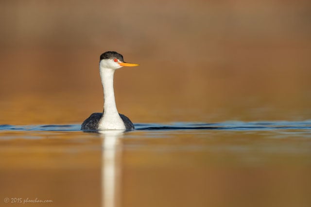 Western Grebe