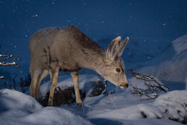 A mule deer and winter snow in Wyoming.