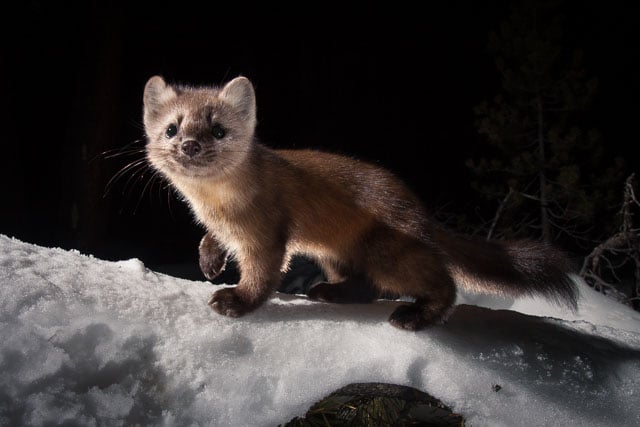 Members of the weasel family, including this American marten, love to hop on top of camera traps and are difficult to photograph because they move incredibly fast.  