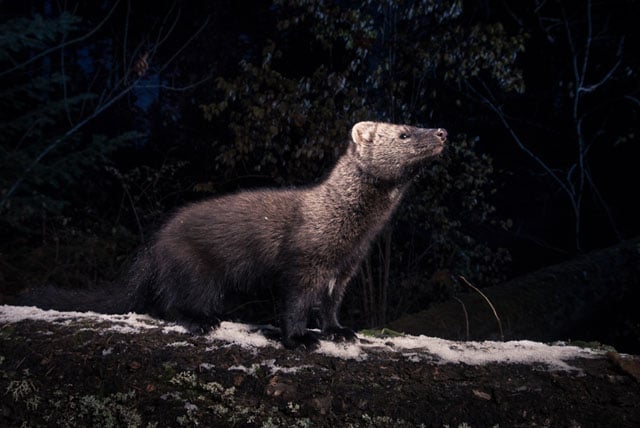 Pacific fisher have been eliminated from most of their historic range in Washington, Oregon, and California. They are currently being considered for listing by the Endangered Species Act. 