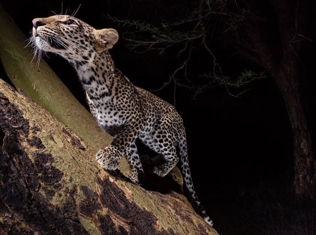 "I had a blast climbing way up this yellow fever tree to set my camera trap. For several days I got pictures of monkeys and then on my last night in Kenya this leopard dashed up the tree and triggered a single image. I used a visual and scent lure to pique the cat’s curiosity as it passed the tree on a nearby game trail."