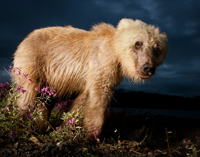A blonde grizzly bear on the shores of Lake Nerka, Alaska. 