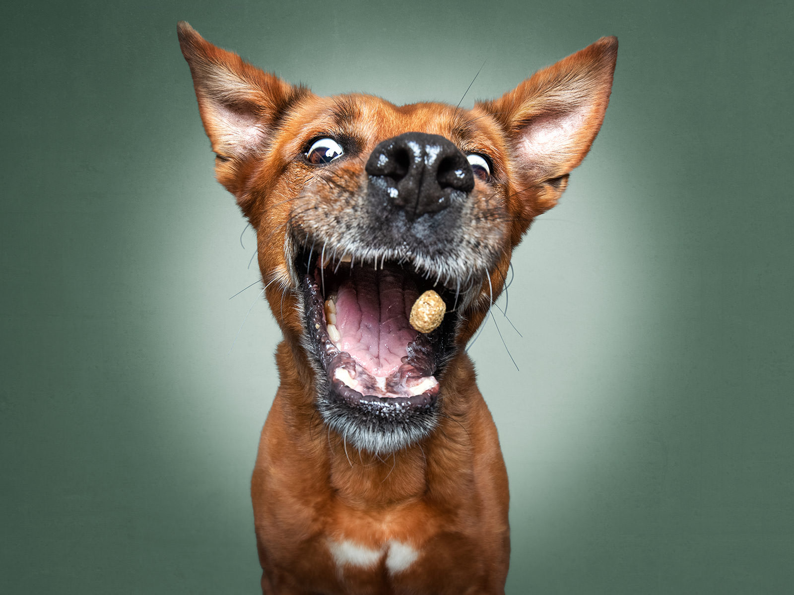Humorous Photos of Dogs Catching Flying Treats PetaPixel