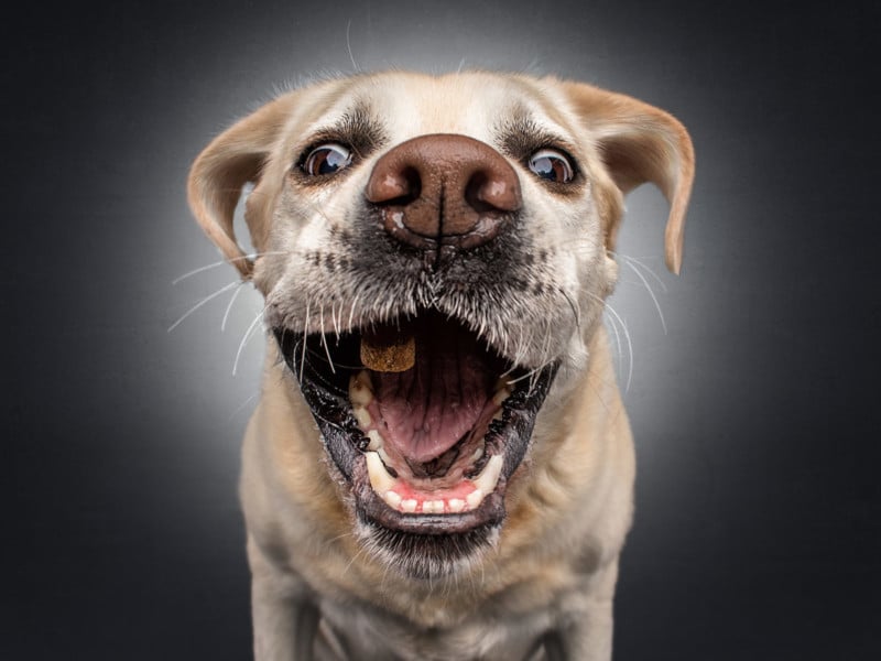 Humorous Photos of Dogs Catching Flying Treats | PetaPixel