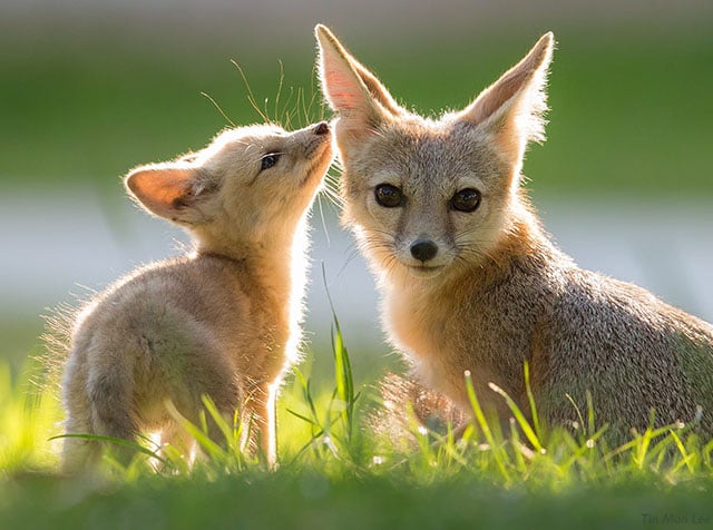 Wildlife photography Fox_family16