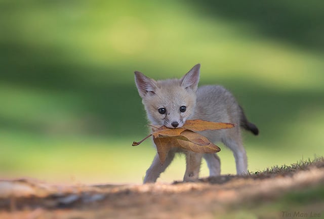 Endangered San Joaquin kit fox pup with a leaf. Central California.