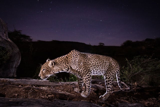 10. An example of one of my more specialized pictures. Here I needed the leopard precisely placed to block my rim light, and I needed a specific level of moonlight to light the background but not allow it to compete with the flash and render the cat see through. 