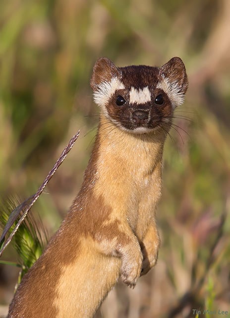 Wild long-tailed weasel in Los Osos