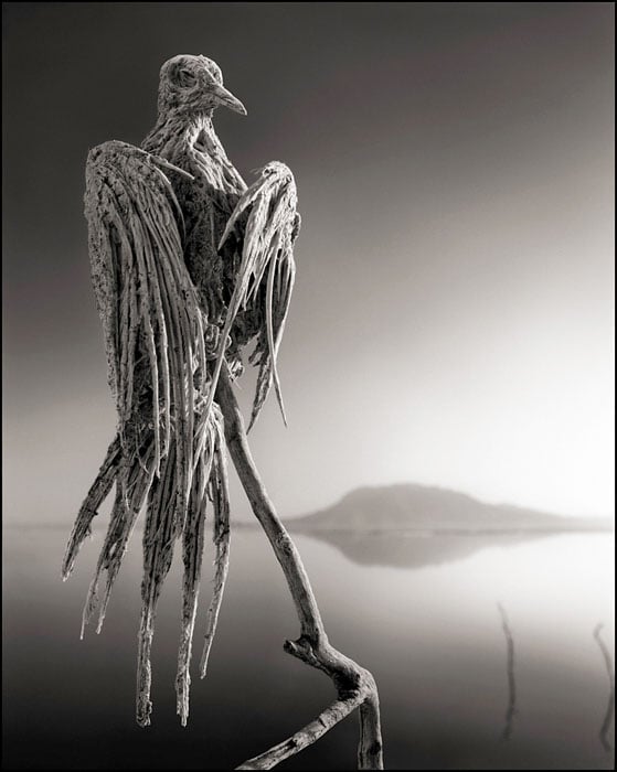 © Nick Brandt. Courtesy of Edwynn Houk Gallery, NY