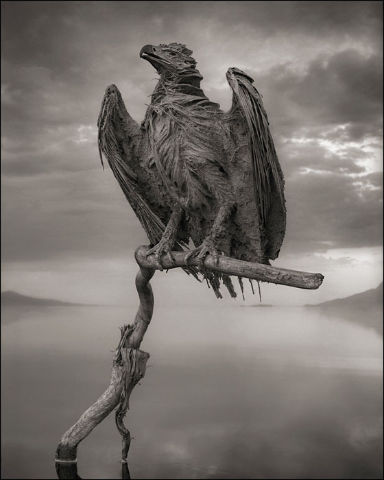 © Nick Brandt. Courtesy of Edwynn Houk Gallery, NY