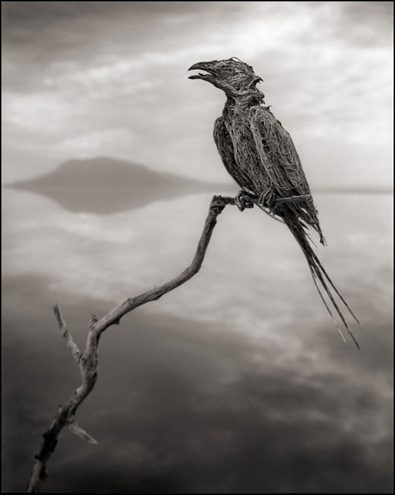 © Nick Brandt. Courtesy of Edwynn Houk Gallery, NY