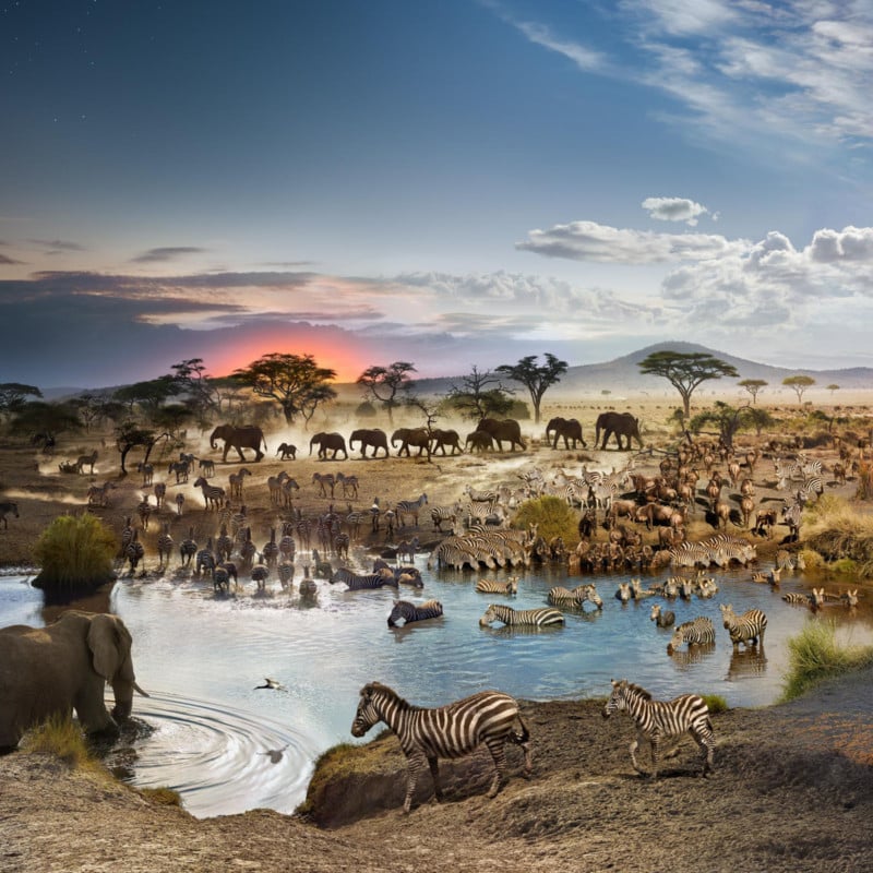 This Photo Was Shot Over 26 Hours at an African Watering Hole | PetaPixel