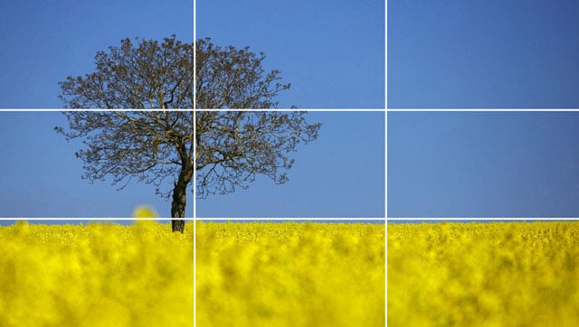 Photograph of a generically placed tree and horizon line.