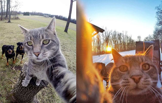 mannycatselfies