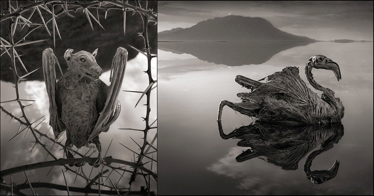 Still Life' Photos of Petrified Animals at Lake Natron | PetaPixel