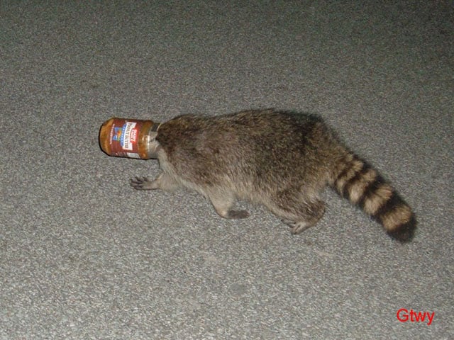 The Peanut Butter Raccoon