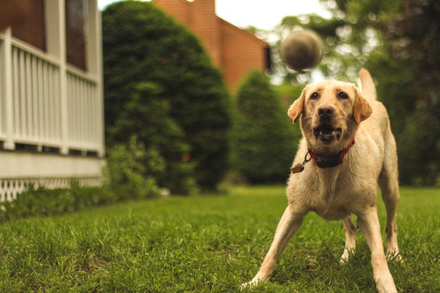 Marcy. 650D with 50mm f/1.8 II.