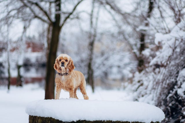 Dixie. 6D with EF 85mm f/1.8.