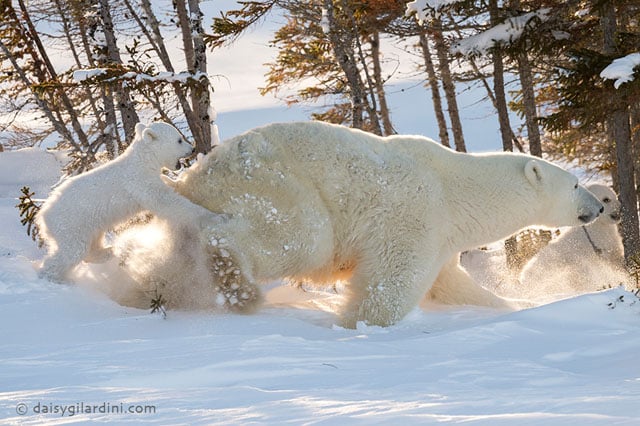 Polar Bear mother with cubs