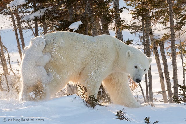 Polar Bear mother with cubs