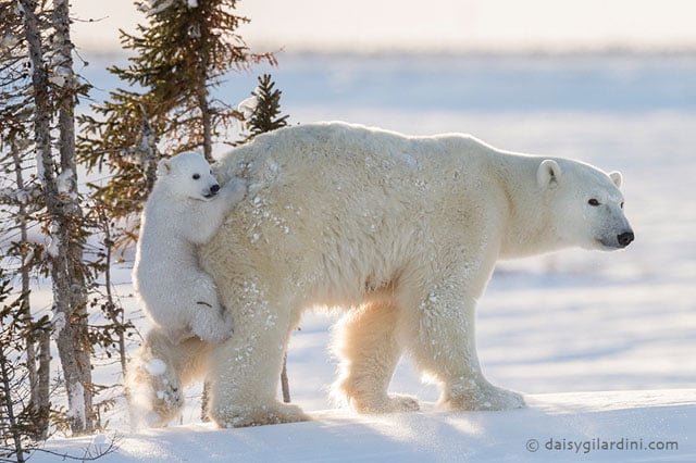 Here's how polar bears might get traction on snow