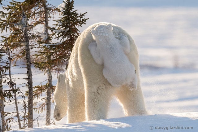 Polar Bear mother with cub