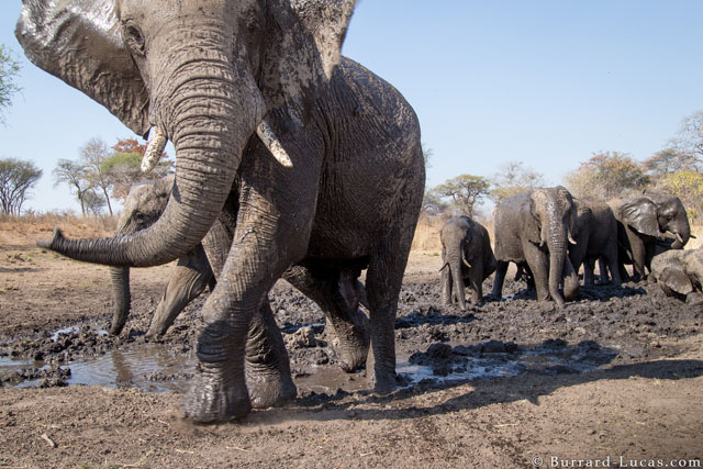 Camera Trap