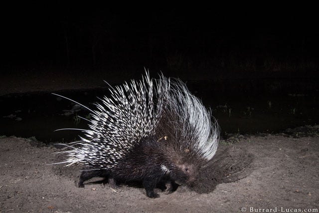 Camera Trap