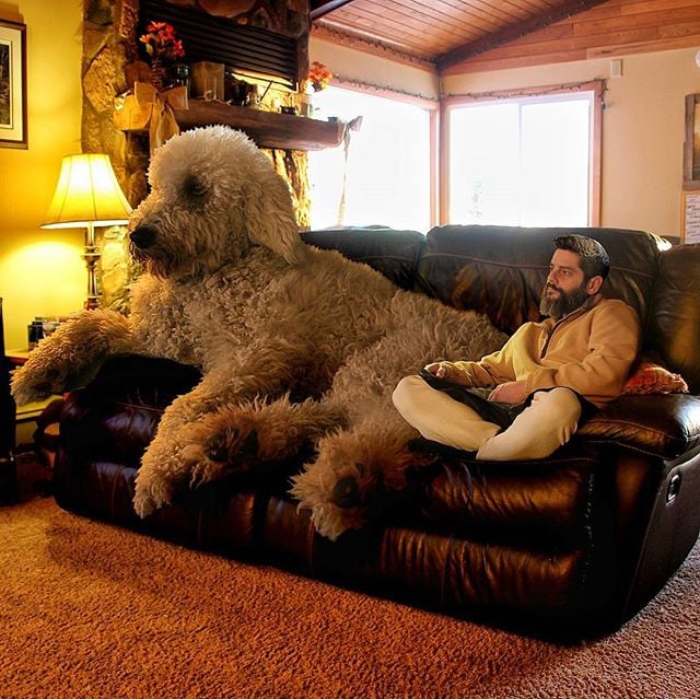 fluffy giant dog