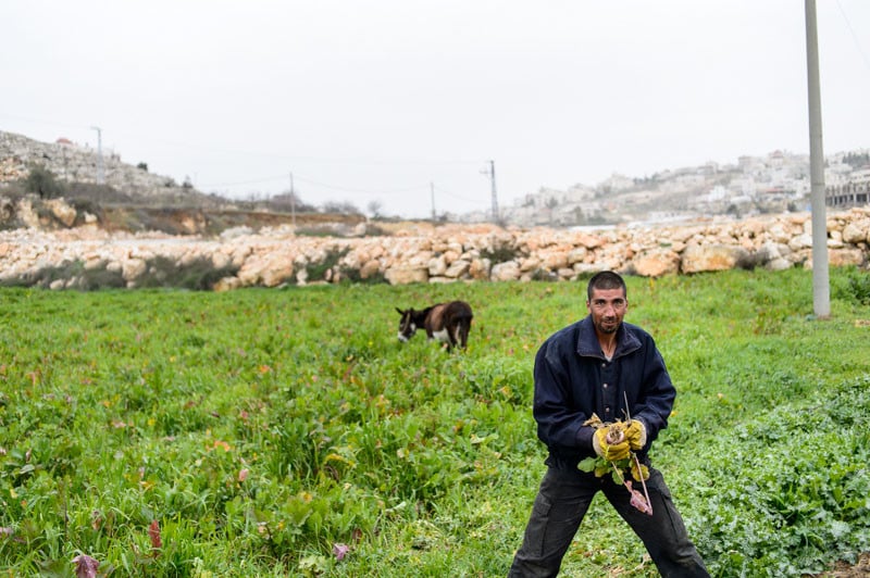A farmer in a village close to Hebron.