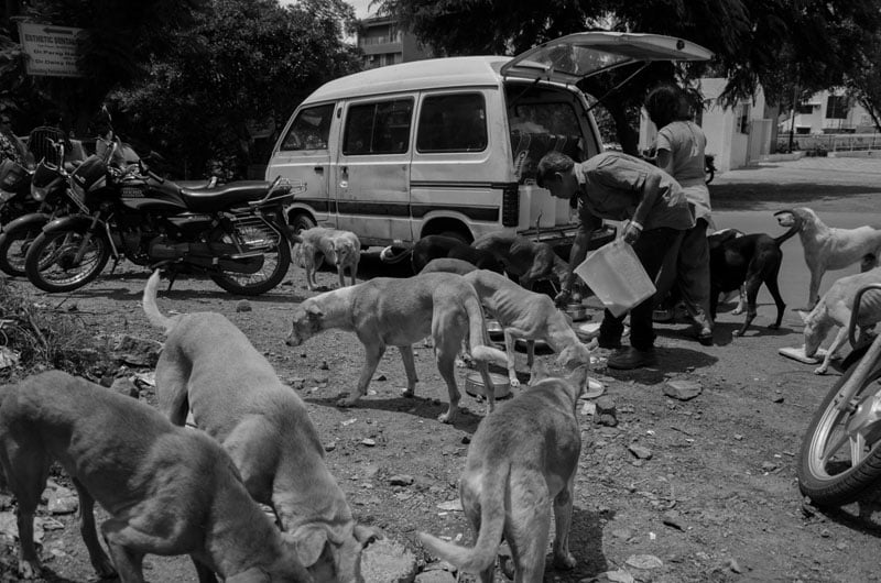 They feed around 200-300 dogs a day. Their daily feeding schedule is 7am to 1pm and then again from 4pm to 12 midnight.