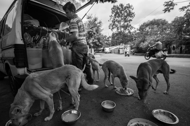 Arun feeds the dogs in multiple trays to avoid unwanted fights between the dogs.