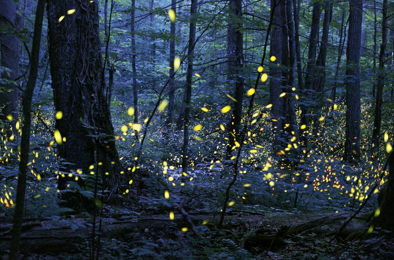Synchronous Fireflies by Radim Schreiber of Fairfield, Iowa , United States "I took this photo of fireflies (lightning bugs) in almost complete darkness using the latest low-light camera technology. I was completely surrounded by the fireflies and witnessed one of the most amazing and magical natural phenomena: fireflies that synchronize. Alteration note: I took several long exposures over several minutes and merged them together to preserve detail and clarity."