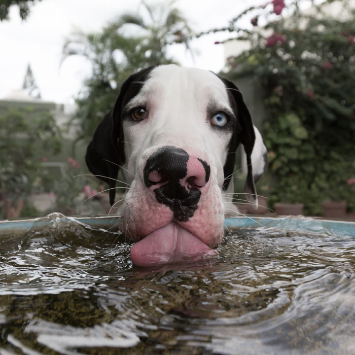 "The original purpose of a bird fountain was for great Danes. But as their numbers decline in the wild, birds start using it."