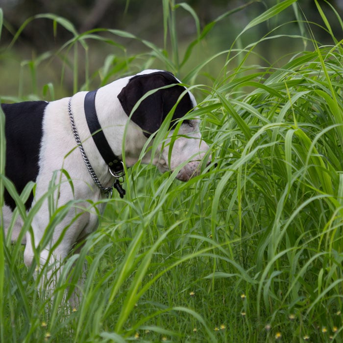 "Danes love to play in tall grass. It makes them feel small again."