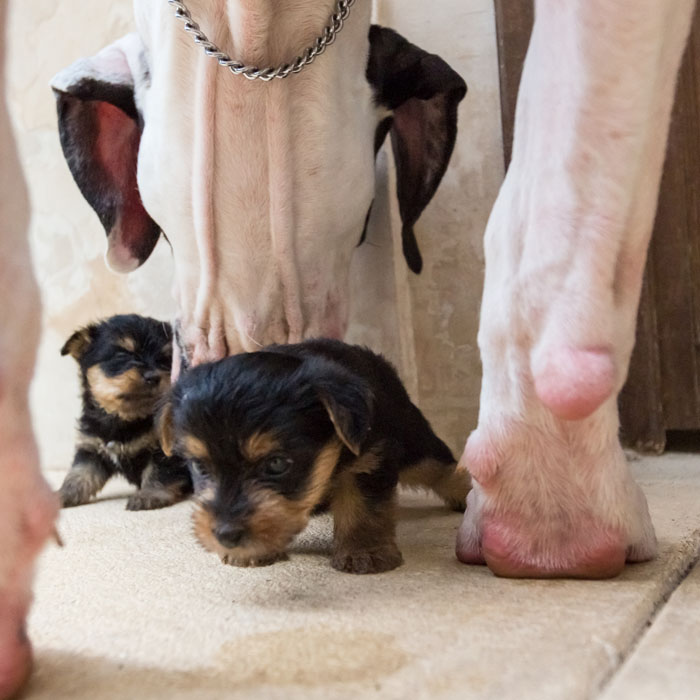 "Did you know that Danes are great babysitters? This is the definition of a gentle giant"