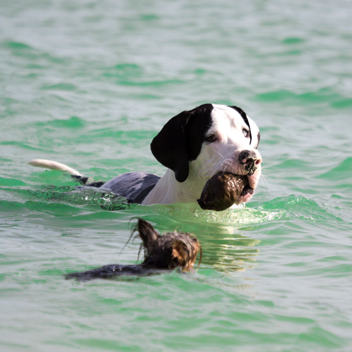 "Team work. Nice right? Nope. The reality is that as soon as Apollo gets to the shore, Hotch will go directly to the neck to get that coconut."