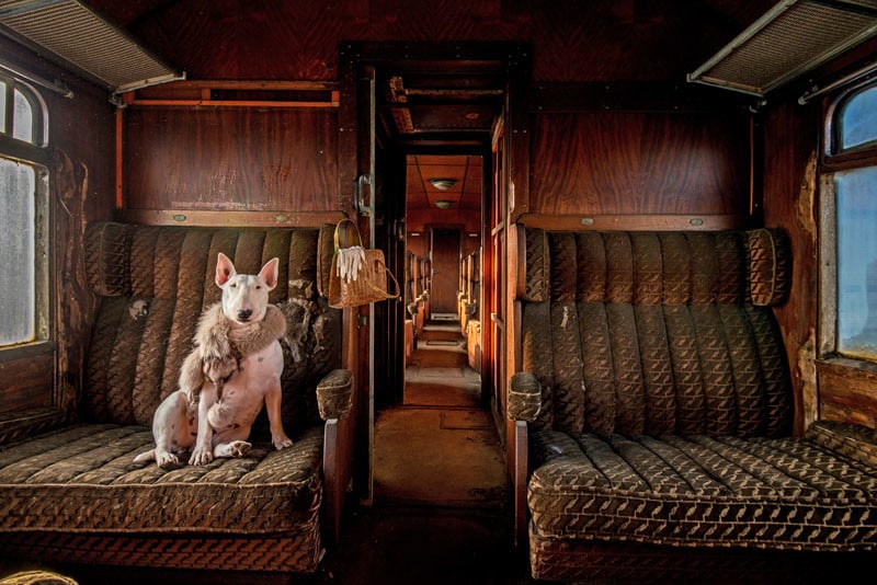 Alice Van Kempen Rockanje, Netherlands My bull terrier Claire photographed in an abandoned train, one of a series that I am currently working on. The series is called "Leave Only Pawprints: Urbex Adventures With My Bull Terrier Claire." Alteration note: This image is HDR and composed of three different images.