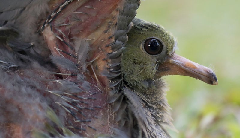 100% crop of the image above, straight out of camera