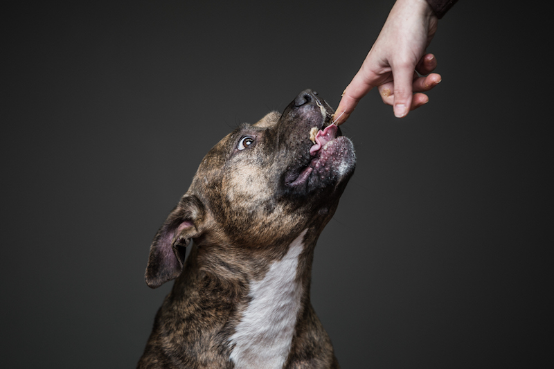 Dogs and Peanut Butter A Match Made in Photo Book Heaven PetaPixel