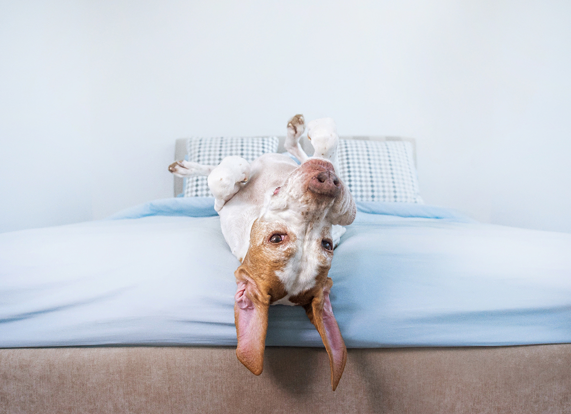 Upside Down Dogs One with the Bed in Adorable Photo Series