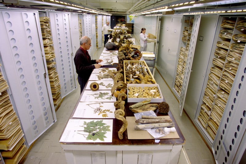 Botanical collections are displayed at the Smithsonian Institution's National Museum of Natural History. Botany staff present are Dr. David Bruce Lellinger (left, front), Carol Kellof (right, middle), and Rusty Russell (left, back).