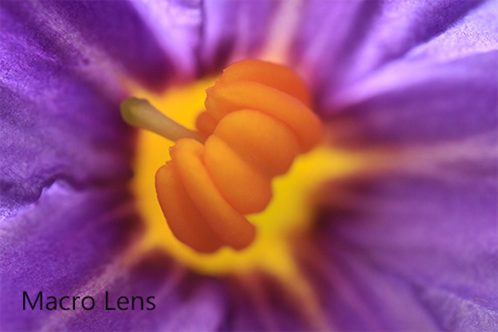 DIY: How to Make Your Own Flash Diffuser for Macro Photography | PetaPixel