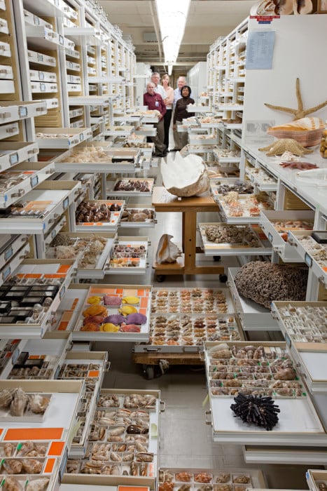 Collections from the Department of Invertebrate Zoology are displayed at the Smithsonian Institution's National Museum of Natural History. Invertebrate Zoology Staff present: Paul Greenhall, Robert Hershler, Ellen Strong, Jerry Harasewych, and Linda Cole.