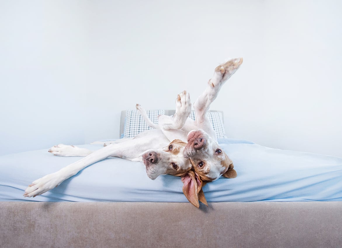 Why Do Dogs Turn Upside Down When They Sleep at Mary Black blog